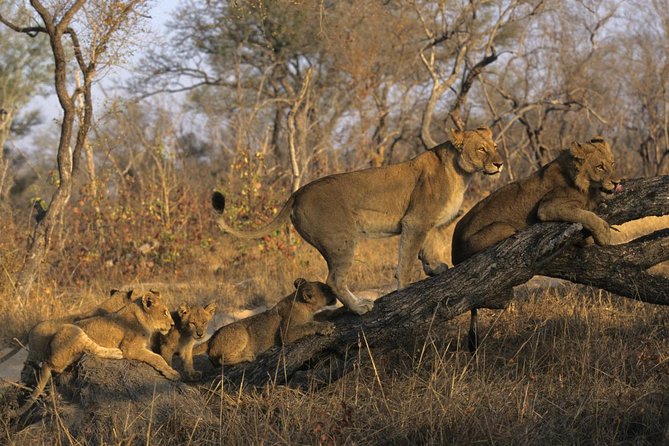 3 Day Kruger National Park and Crocodile River Safari - Key Points