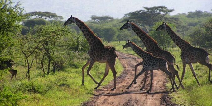 3 Day Kruger National Park Private Safari From Johannesburg - Pickup and Return