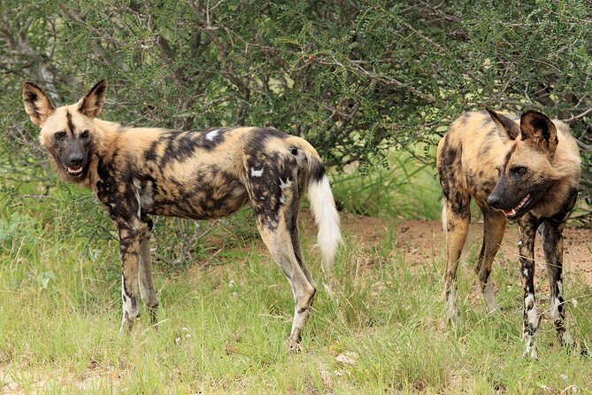 3 Day Kruger National Park Safari & Panorama Route - Traveler Considerations