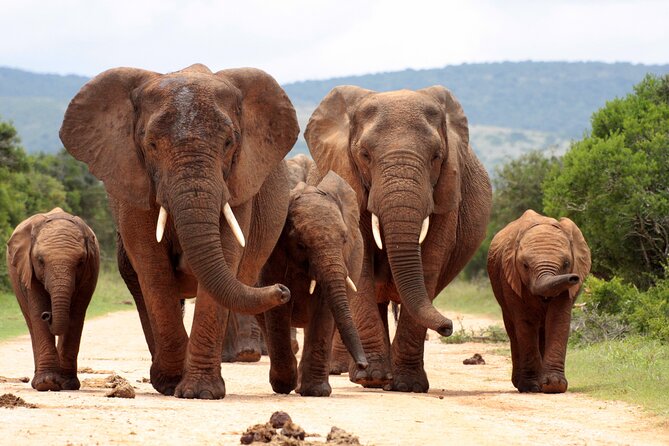 3 Day Kruger Safari With Panorama Tour From Johannesburg - Itinerary and Activities
