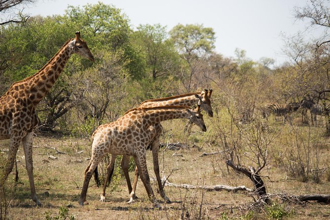3 Day Lodge/Masango Kruger National Park Safari - Additional Information