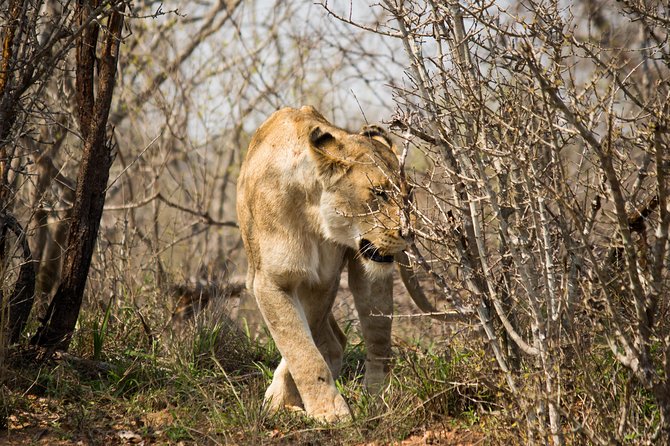 3 Day Lodge/Masango Kruger National Park Safari - Reviews and Pricing