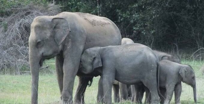 3-Day Luxury Glamping in Yala National Park - What to Bring and Expect