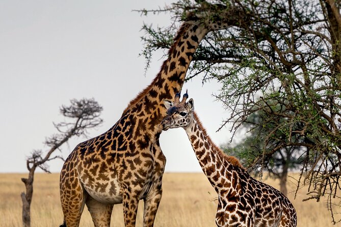 3-Day Luxury Safari Private Tour Tarangire and Ngorongoro - Reviews