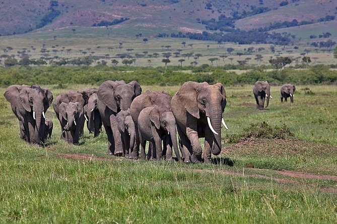 3 Day Maasai Mara Group Joining Camping Safari - Daily Departures - Key Points