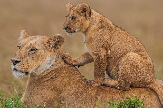3-Day Maasai Mara Guided Safari From Nairobi - Wildlife Viewing Opportunities