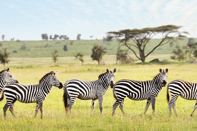 3-Day Maasai Mara Guided Safari From Nairobi - Maasai Cultural Experience