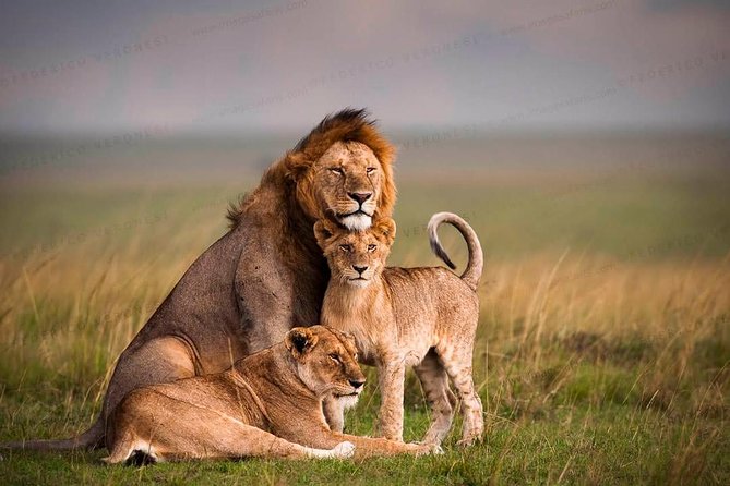 3-Day Maasai Mara Guided Safari From Nairobi - Key Considerations for Travelers