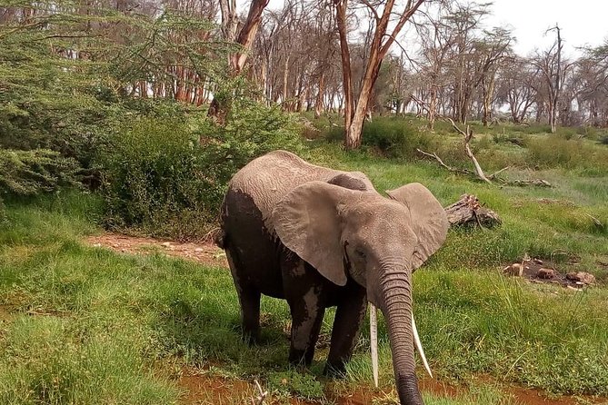3 Day Maasai Mara & Migration Safari - Luxury Safari Tent Accommodations