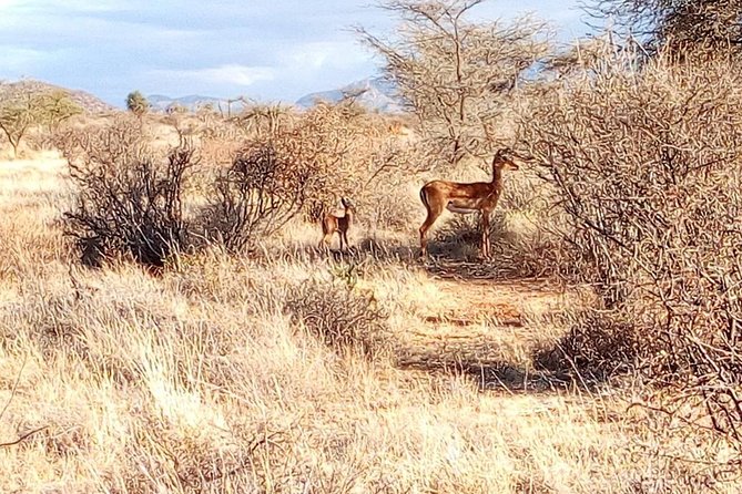3 Day Maasai Mara & Migration Safari - Cancellation Policy