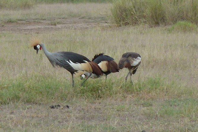 3 Day Maasai Mara Shared Safari - Pickup and Meeting Points