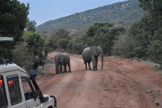 3 Day Maasai Mara Shared Safari - Park Fees and Transport