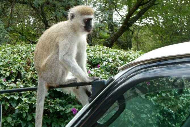 3 Day Maasai Mara Shared Safari - Verified Reviews