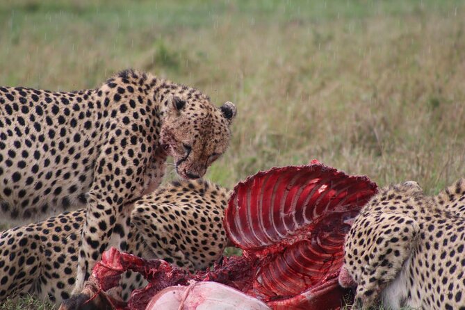 3-Day Maasai Mara Sharing Safari in a 4x4 Land Cruiser Jeep - Reviews and Ratings