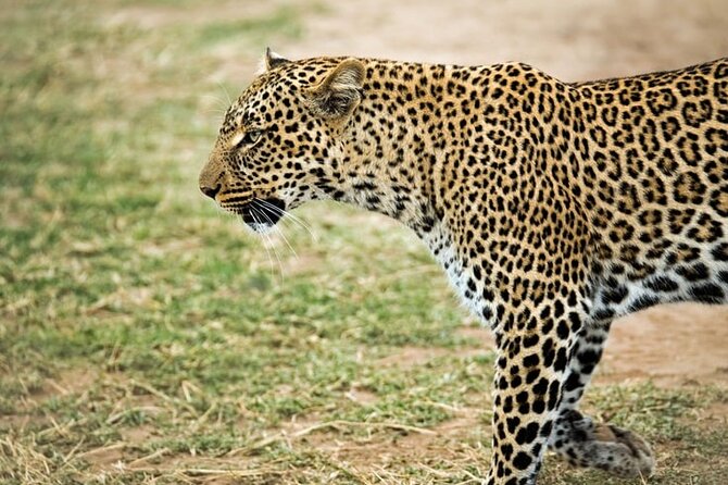 3-Day Maasai Mara Small Group Safari in a 4 X4 Land Cruiser Jeep - Pickup and Dropoff Details