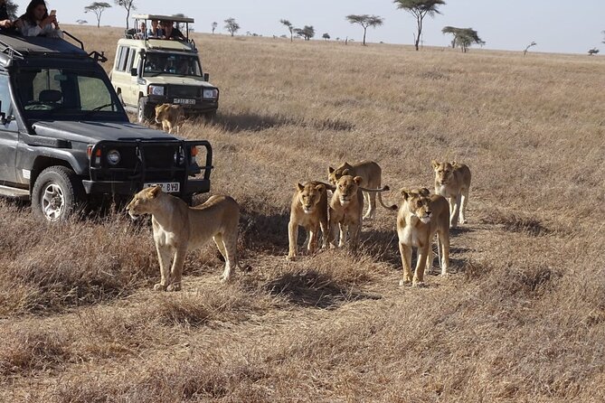 3-Day Maasai Mara Small Group Safari in a 4 X4 Land Cruiser Jeep - Traveler Considerations