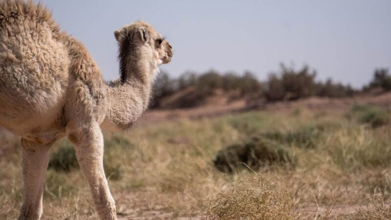 3-Day Marrakech Desert Tour To Erg Chigaga Dunes - Overnight and Camel Trek