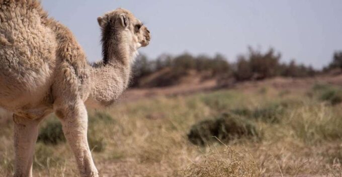 3-Day Marrakech Desert Tour To Erg Chigaga Dunes - Return Journey