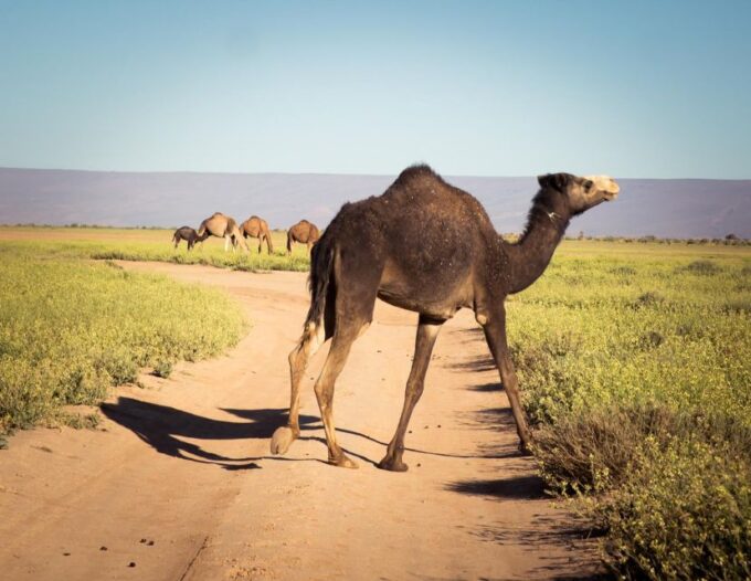 3-Day Marrakech to Erg Chigaga - Inclusions and Amenities