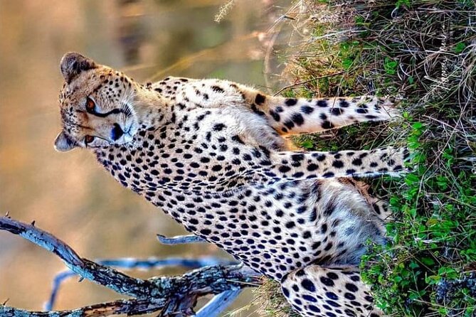 3-Day Masai Mara and Naivasha Hells Gate National Park-Safari - Pickup and Timing