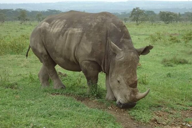 3-Day Masai Mara Budget Camping Safari - Itinerary Details