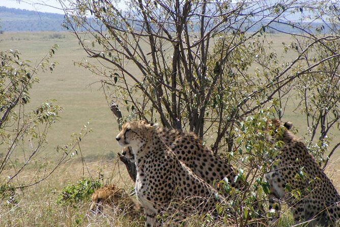 3-Day Masai Mara Budget Camping Safari - Tour Guide and Activities