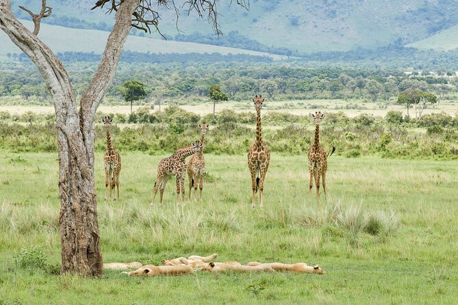 3-Day Masai Mara Budget Camping Safari - Participation Requirements
