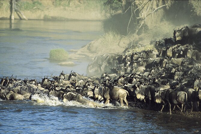 3-Day Masai Mara Group Safari With Pick up - Accessibility Considerations