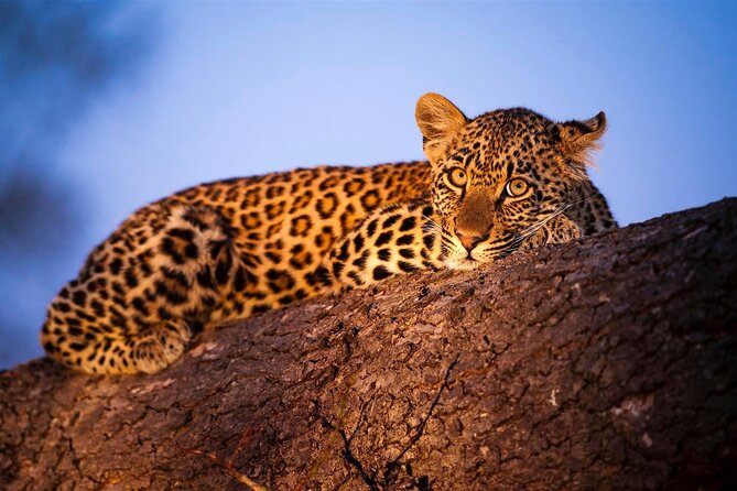 3-Day Masai Mara Group Safari With Pick up - Traveler Suitability