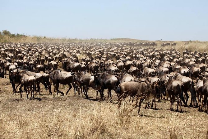 3-Day Masai Mara Luxury Safari - Transportation and Logistics