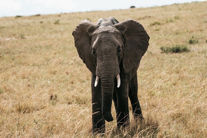3-Day Masai Mara Luxury Safari - Itinerary and Activities