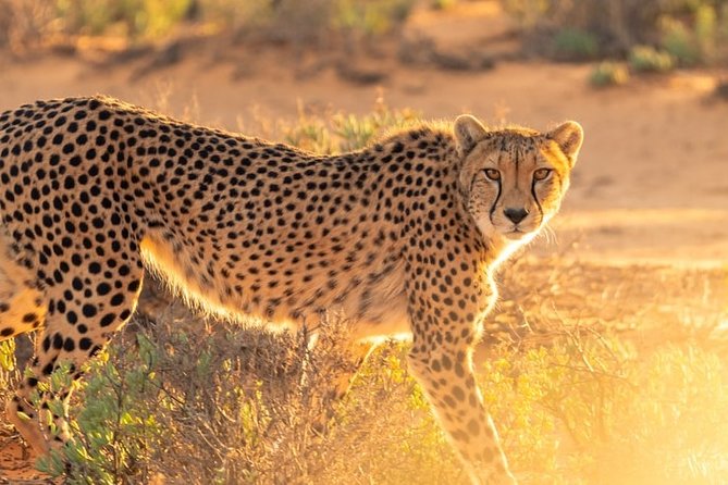 3-Day Masai Mara National Park Deluxe Tour - Pickup Details