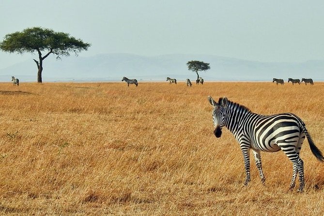3-Day Masai Mara National Park Deluxe Tour - Traveler Information