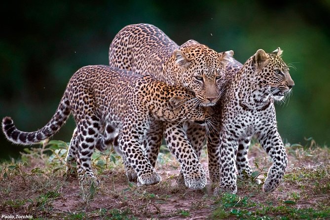 3-Day Masai Mara National Park Deluxe Tour - Tour Highlights