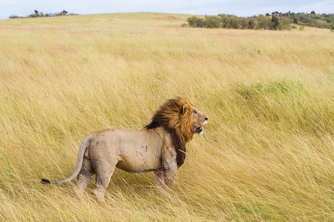 3-Day Masai Mara National Park Superior Tour - Pickup Information