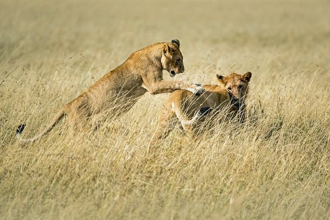 3-Day Masai Mara National Park Superior Tour - Group Size