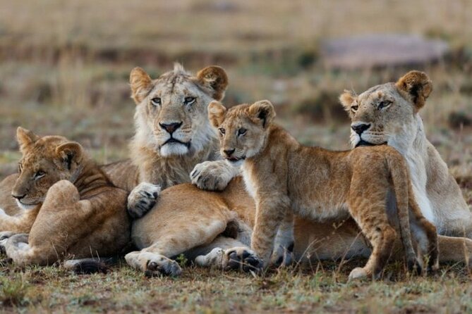3-Day Masai Mara Safari From Nairobi - Inclusions