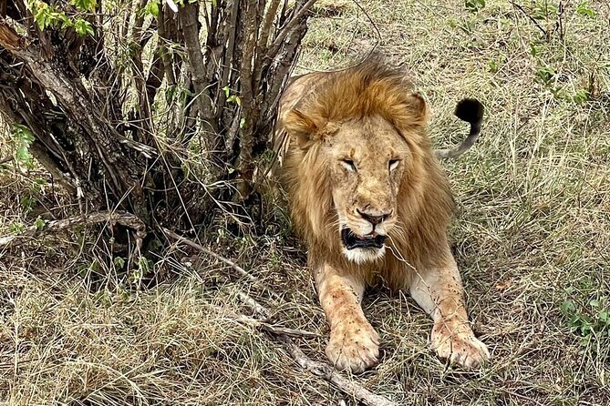 3-Day Masai Mara Safari From Nairobi - What to Expect