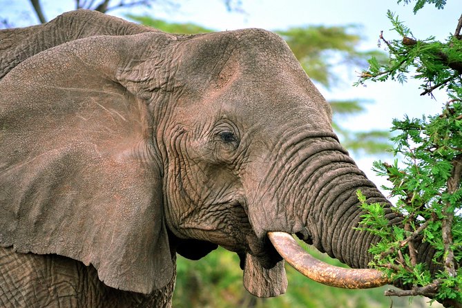 3-Day Masai Mara Safari Tour to See the Big Five and Wildebeest Migration - Reviews and Ratings