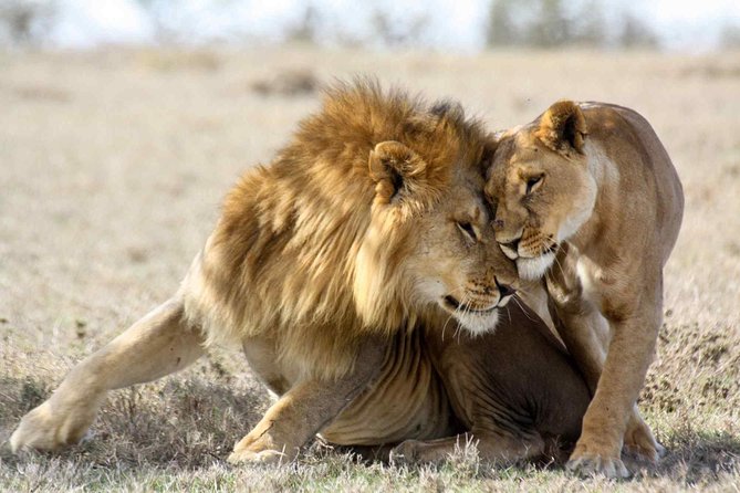 3-Day Masai Mara Safari Tour to See the Big Five and Wildebeest Migration - Explore the Masai Mara
