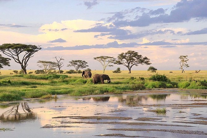 3-Day Masai Mara Safari Tour to See the Big Five and Wildebeest Migration - Witness the Big Five
