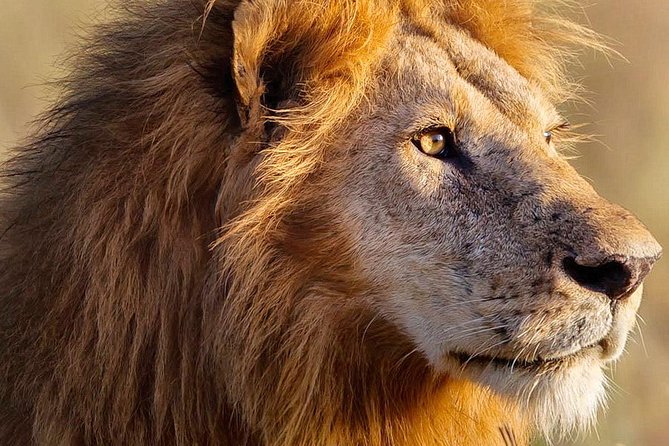 3-Day Masai Mara Safari Tour to See the Big Five and Wildebeest Migration - Experience the Migration