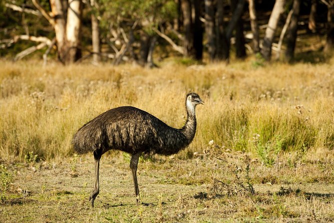 3-Day Melbourne to Adelaide Small-Group Tour via Great Ocean Road Grampians - Traveler Reviews and Feedback