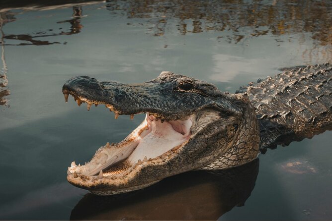 3-Day Miami Beach With Miami Bus/Boat Tour, Everglades and Keywest Boat Tour - Discovering the Everglades National Park
