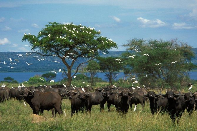 3-Day Mind Refreshing in Murchison Falls National Park - Hiking to Murchison Falls