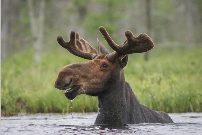 3 Day Moose Viewing Safari With Camping - Group Size