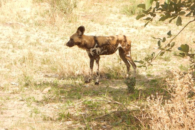 3-Day Moremi Game Reserve- by Walking Stick Safaris - Accommodations and Amenities