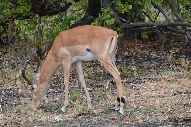 3-Day Moremi Game Reserve- by Walking Stick Safaris - Morning and Afternoon Game Drives