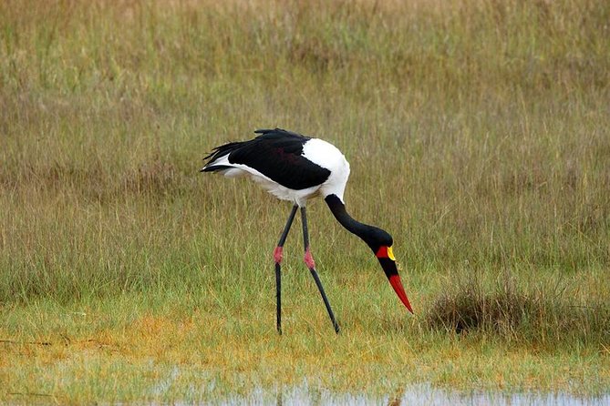 3-Day Moremi Game Reserve- by Walking Stick Safaris - Wildlife Encounters and Photography