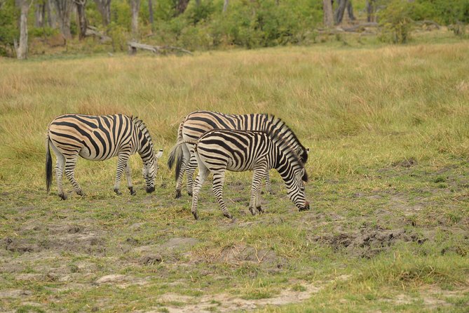 3-Day Moremi Game Reserve- by Walking Stick Safaris - Packing and Preparation Advice